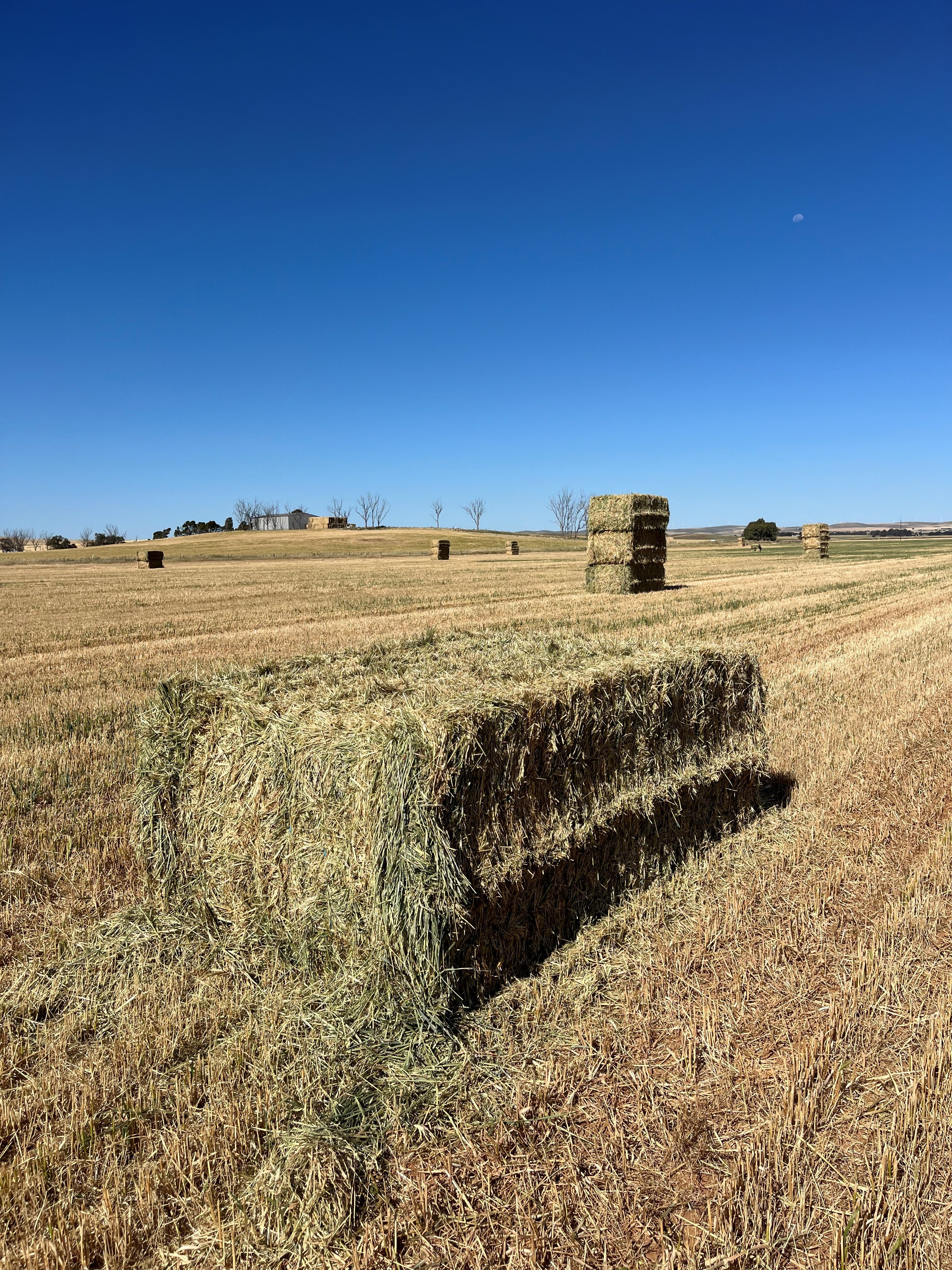 Oaten Hay 2
